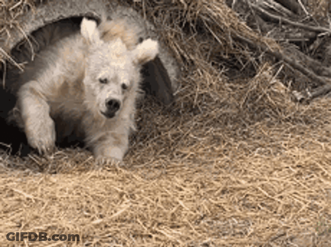 Buenas Noches Ositos GIF