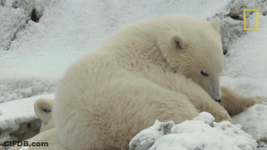 Buenas Noches Ositos GIF