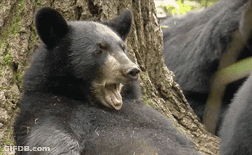 Buenas Noches Ositos GIF