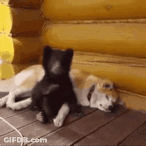 Buenas Noches Ositos GIF