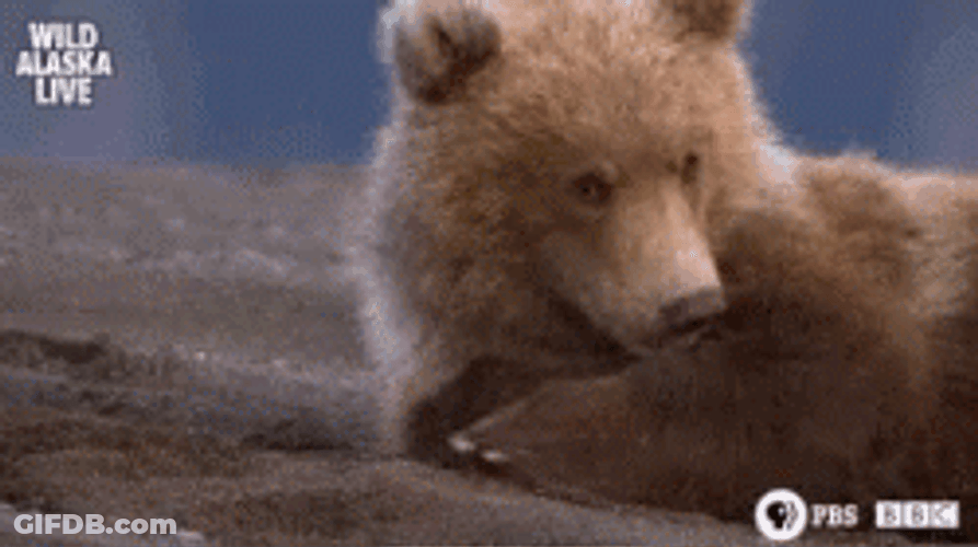 Buenas Noches Ositos GIF