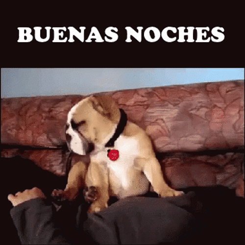 Buenas Noches Sleepy Dog GIF