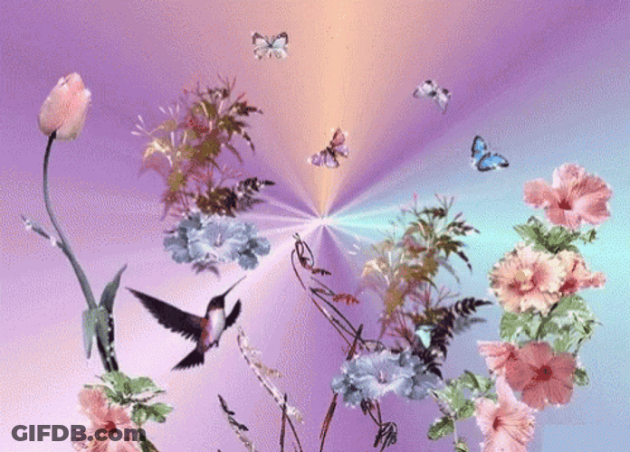 Buenos Dias Colibri GIF