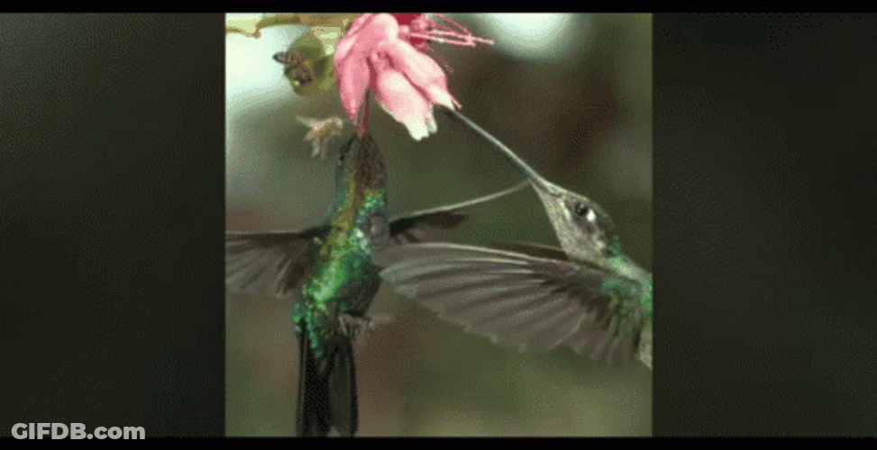 Buenos Dias Colibri GIF
