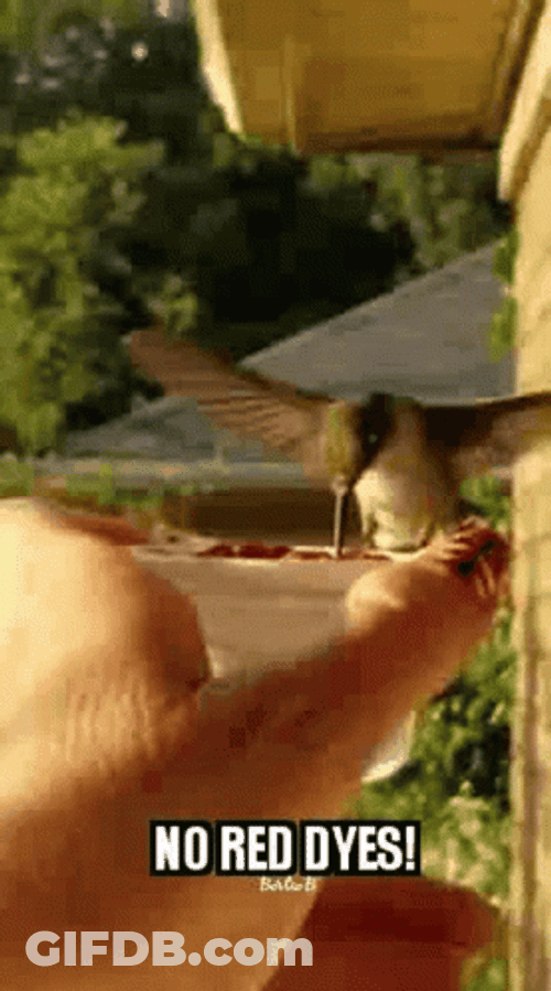 Buenos Dias Colibri GIF