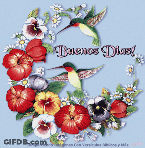 Buenos Dias Colibri GIF