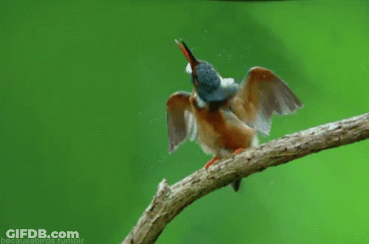 Buenos Dias Colibri GIF