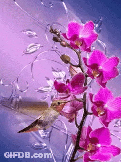Buenos Dias Colibri GIF