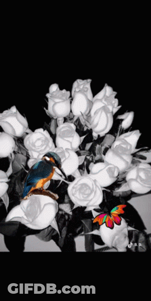 Buenos Dias Colibri GIF