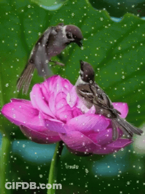 Buenos Dias Colibri GIF