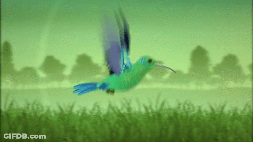 Buenos Dias Colibri GIF