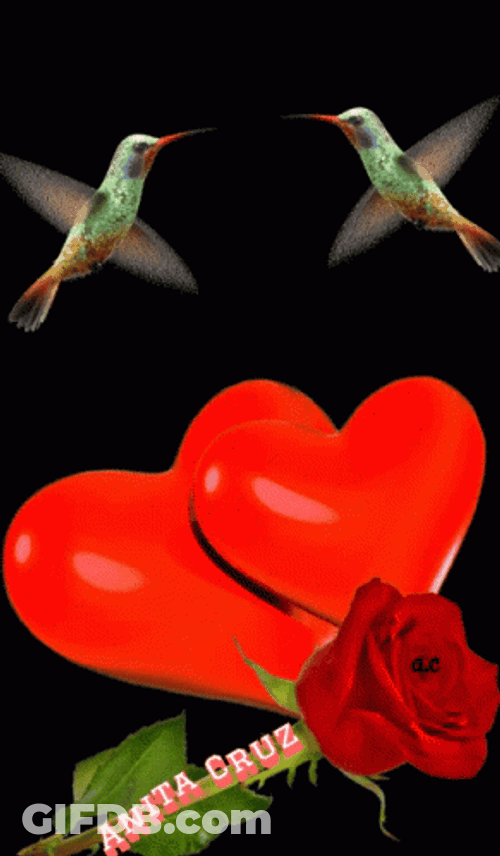 Buenos Dias Colibri GIF