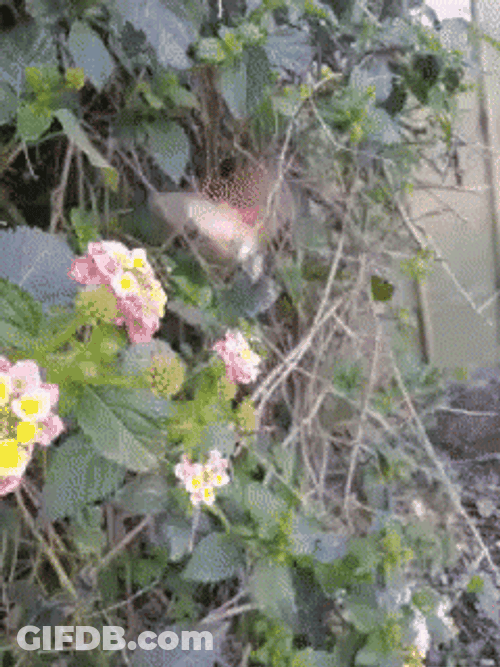 Buenos Dias Colibri GIF