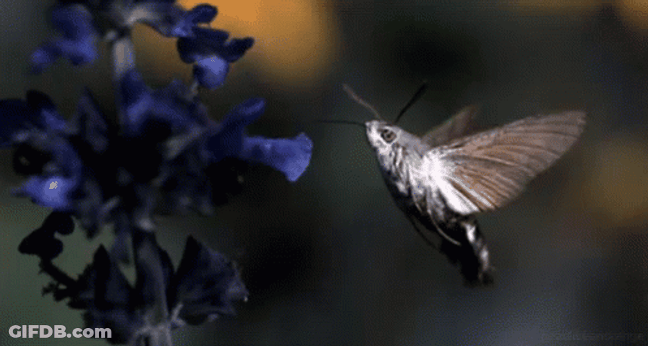 Buenos Dias Colibri GIF