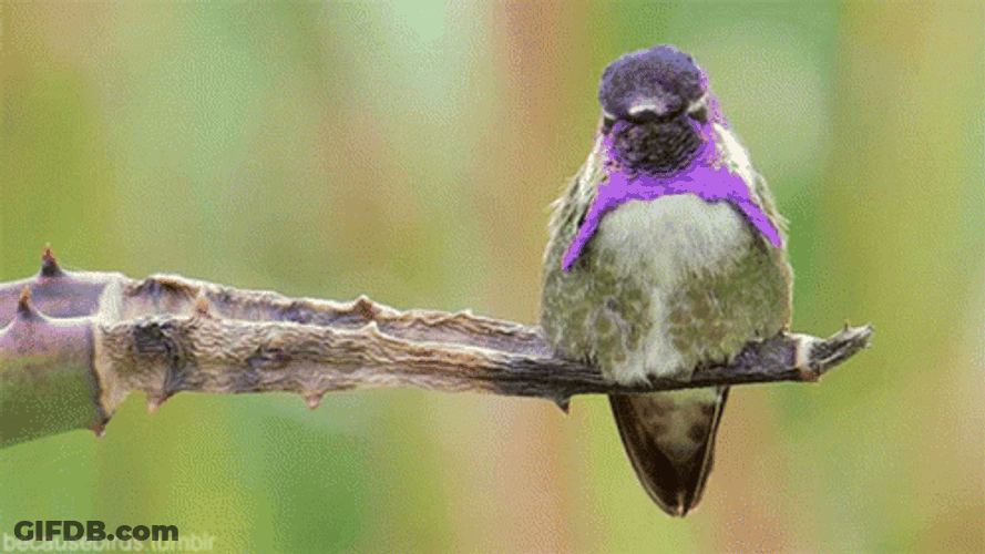Buenos Dias Colibri GIF