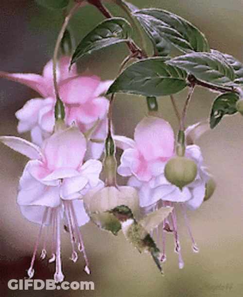 Buenos Dias Colibri GIF