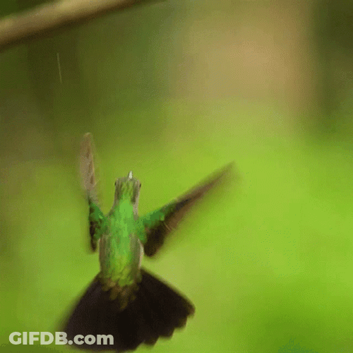 Buenos Dias Colibri GIF