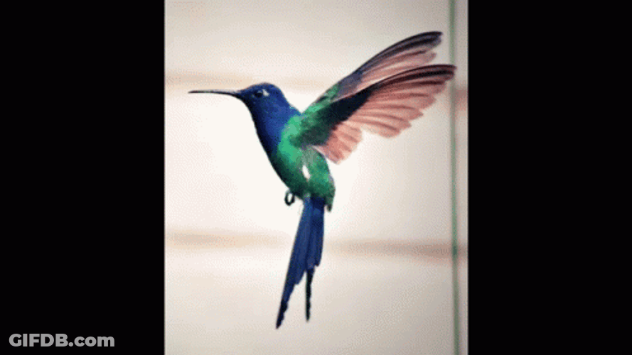 Buenos Dias Colibri GIF