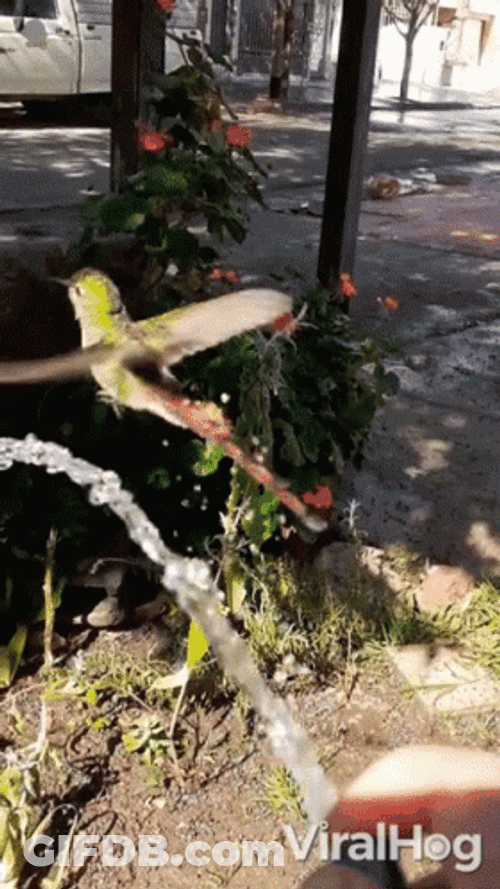 Buenos Dias Colibri GIF