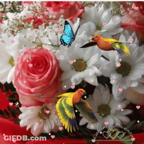 Buenos Dias Colibri GIF