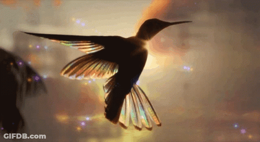 Buenos Dias Colibri GIF