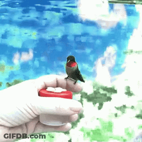 Buenos Dias Colibri GIF