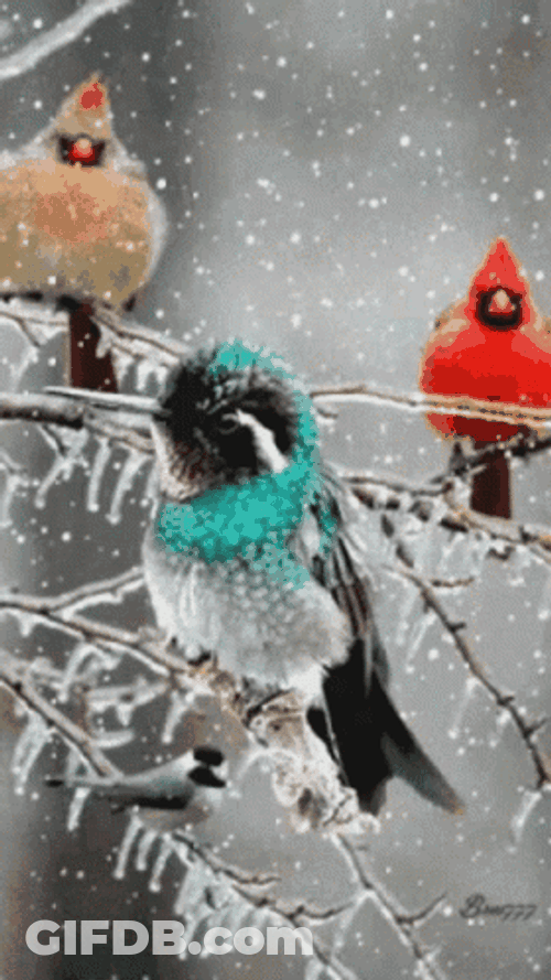 Buenos Dias Colibri GIF