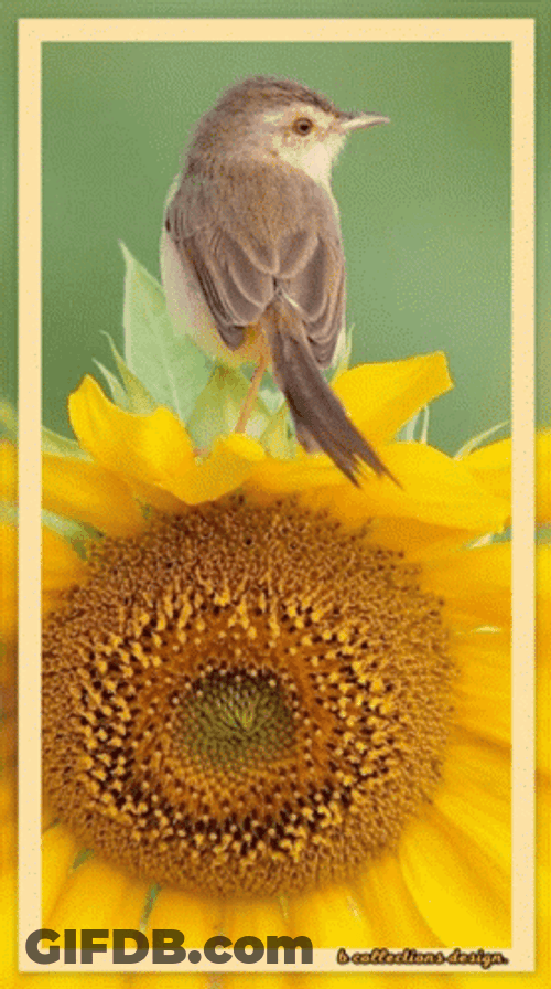 Buenos Dias Colibri GIF