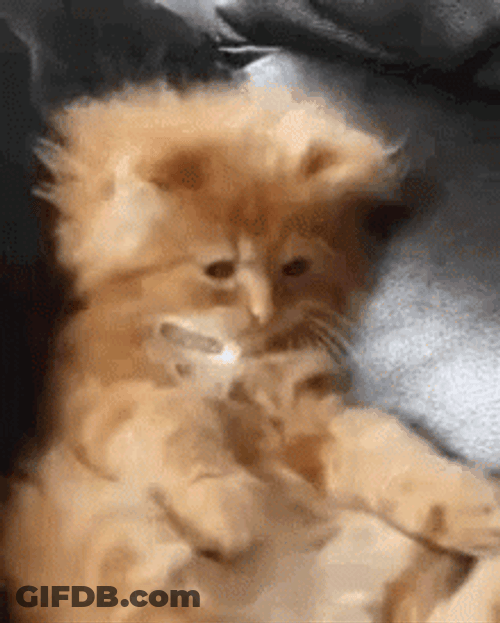 Buenos Dias Con Gatitos GIF