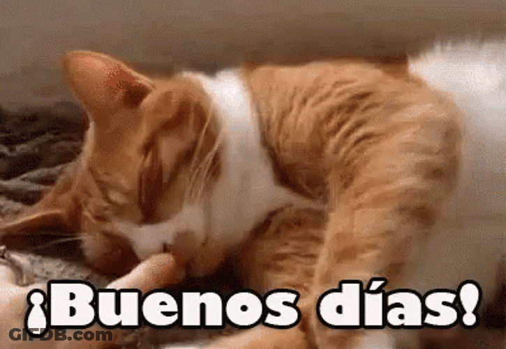 Buenos Dias Con Gatitos GIF