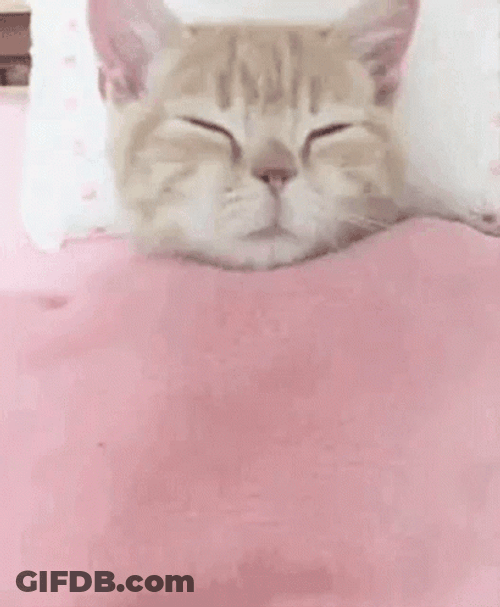 Buenos Dias Con Gatitos GIF