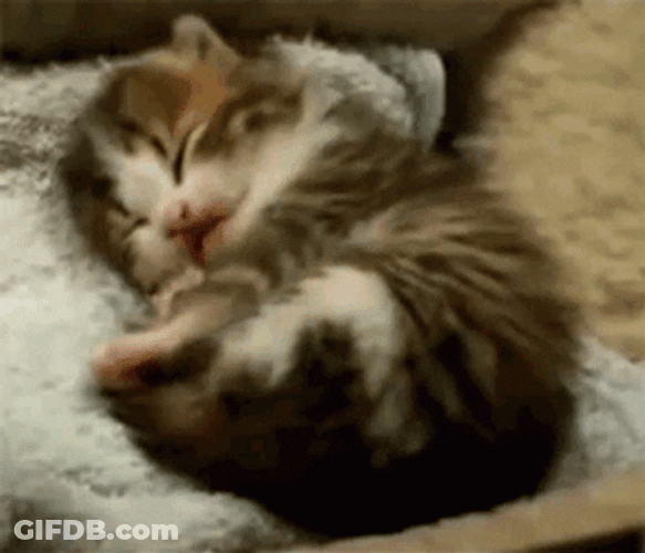 Buenos Dias Con Gatitos GIF