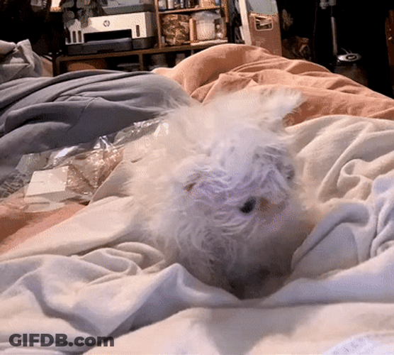 Buenos Dias Con Gatitos GIF