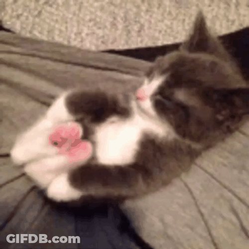 Buenos Dias Con Gatitos GIF
