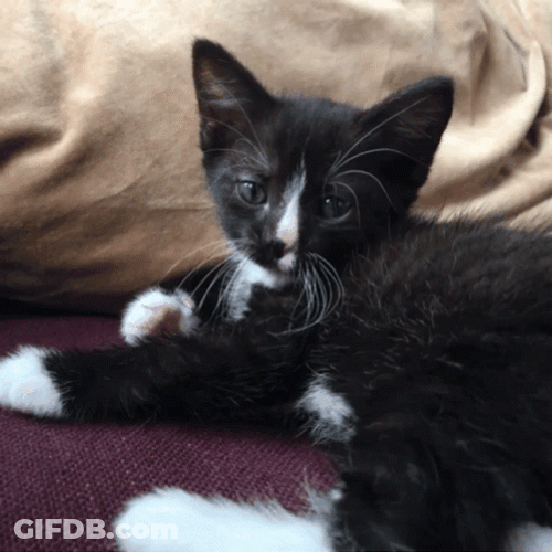 Buenos Dias Con Gatitos GIF