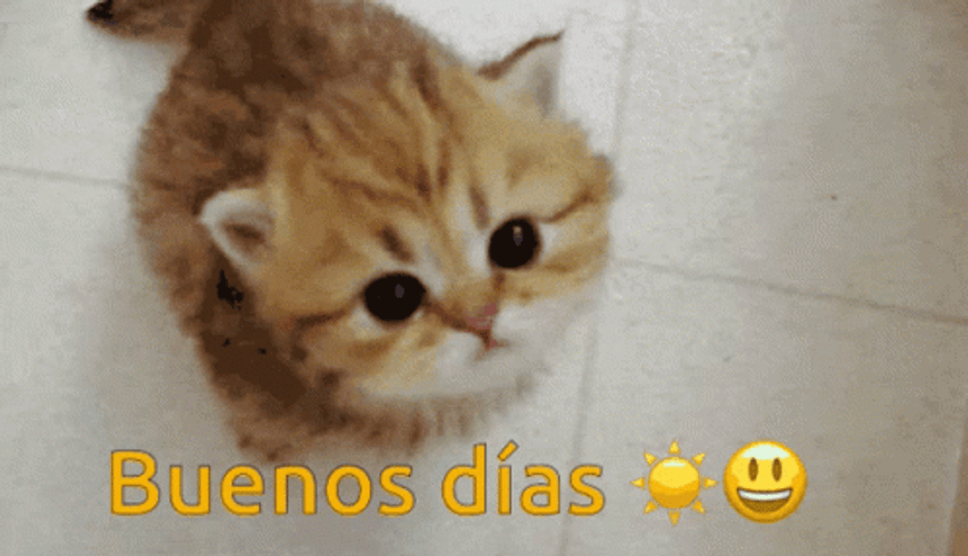 Buenos Dias Con Gatitos Undefined X Undefined GIF