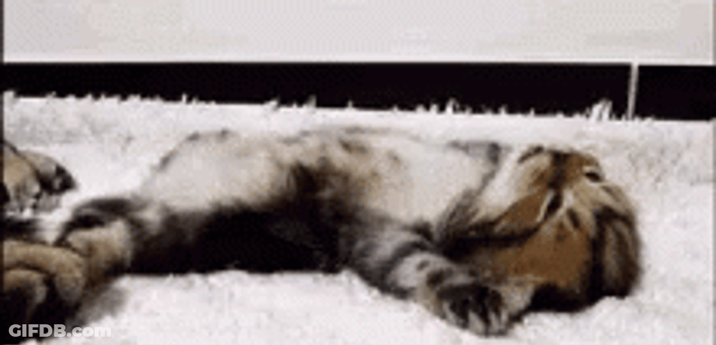 Buenos Dias Con Gatitos GIF