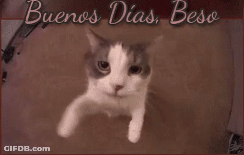 Buenos Dias Con Gatitos GIF
