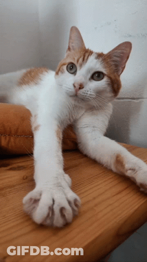 Buenos Dias Con Gatitos GIF