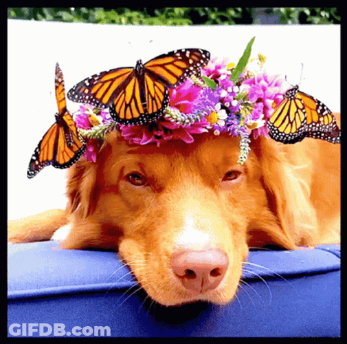 Buenos Dias Con Mariposas GIF