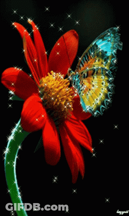 Buenos Dias Con Mariposas GIF