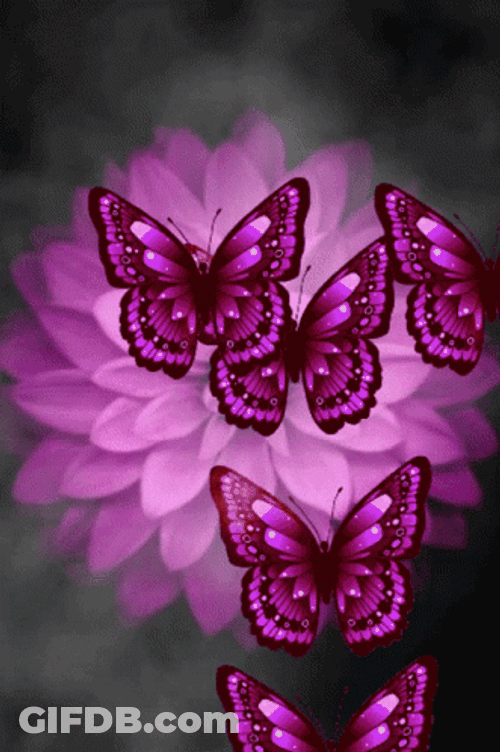 Buenos Dias Con Mariposas GIF