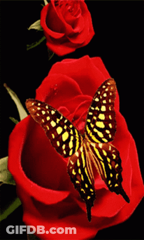 Buenos Dias Con Mariposas GIF