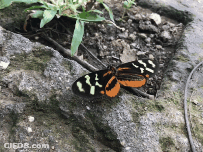 Buenos Dias Con Mariposas GIF