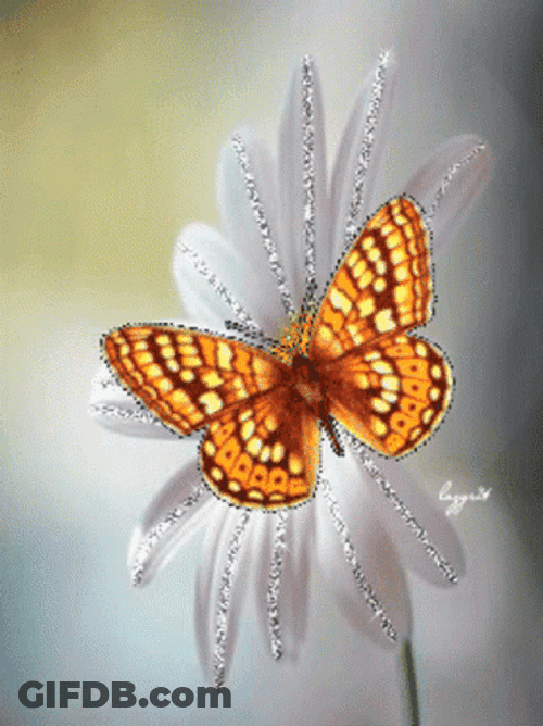 Buenos Dias Con Mariposas GIF