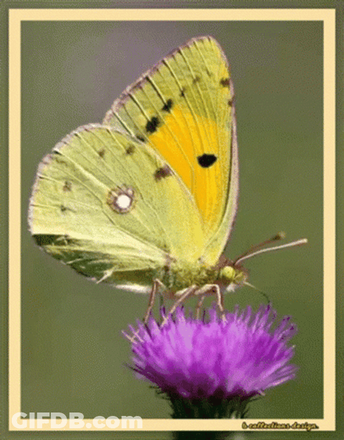 Buenos Dias Con Mariposas GIF