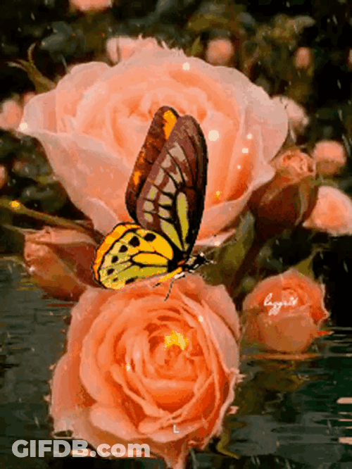 Buenos Dias Con Mariposas GIF