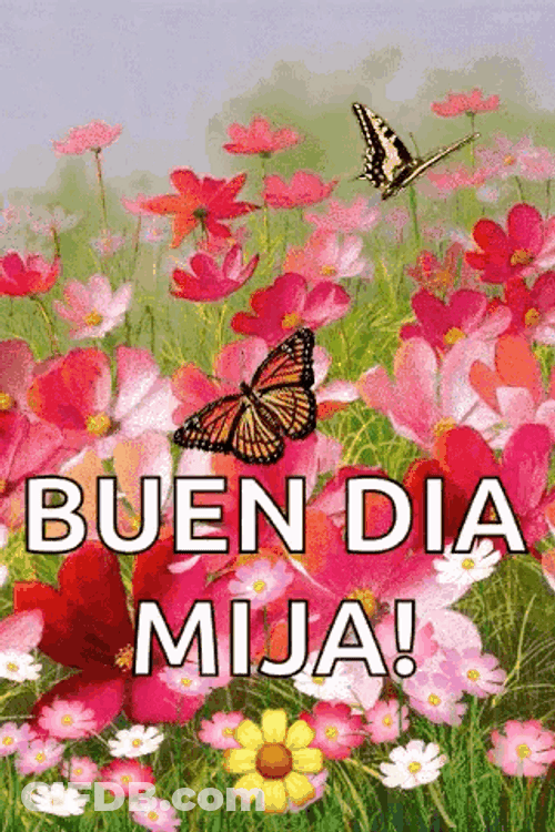 Buenos Dias Con Mariposas GIF