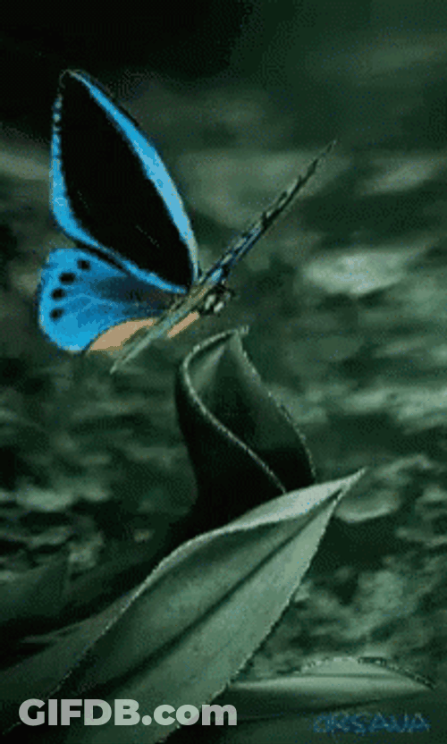 Buenos Dias Con Mariposas GIF