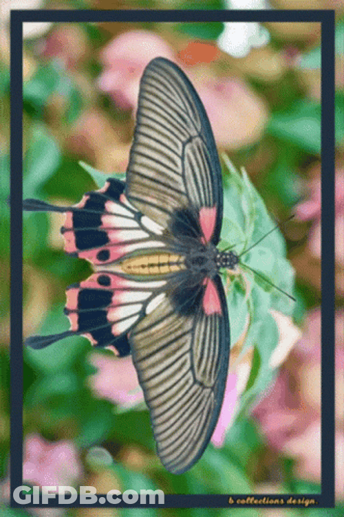 Buenos Dias Con Mariposas GIF